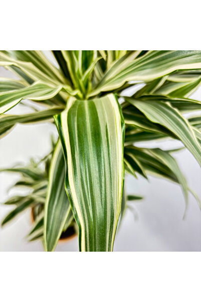 Dracaena Fragrans Bitkisi  - Estetik ve Salkl Ortam