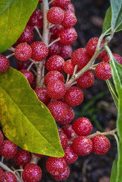 FİDANKÖY Güz zeytini Japon iğdesi tüplü 2 yaş 2 Adet