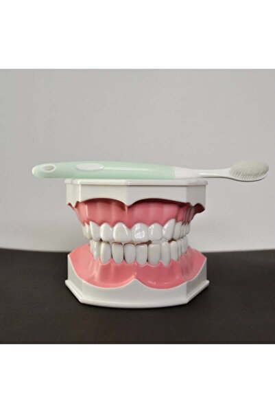unkown Educational tooth model with brush