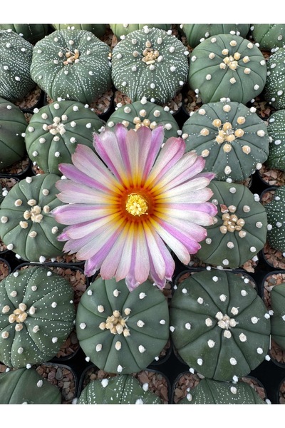 Mialys Premium Seri İthal Kaktüs Astrophytum Akabana Simetri Nadir Pembe Çiçe...