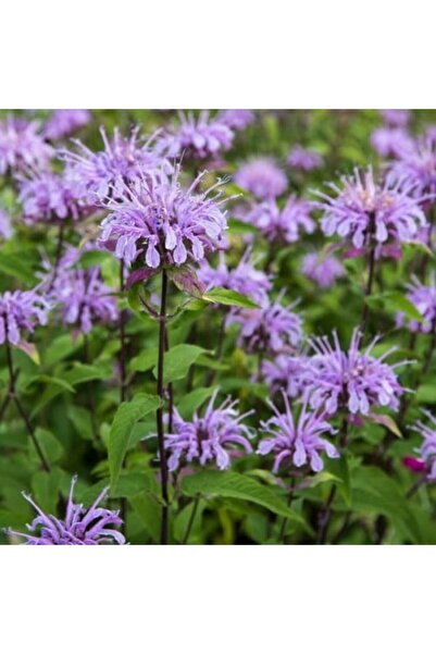 genric بذور النعناع الليموني (موناردا سيتريودورا) - 100 بذرة