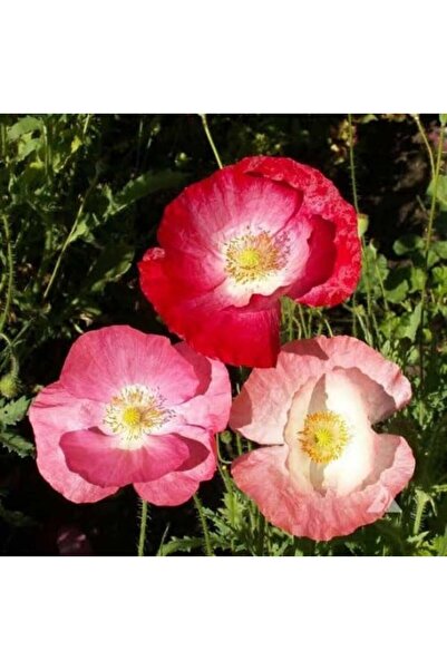 genric بذور الخشخاش الملونة - شقائق النعمان (بابافير روياس)