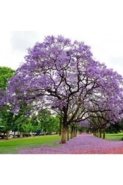 genric بذور جاكاراندا ميموسيفوليا (50 بذرة)