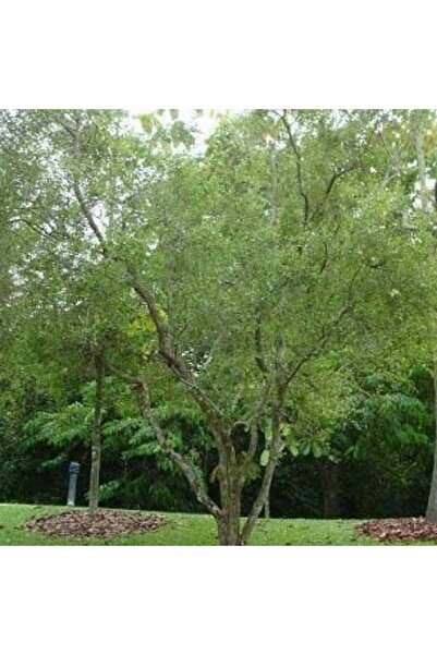 genric بذور شجرة الحناء (لوسونيا إنيرميس) - 100 بذرة