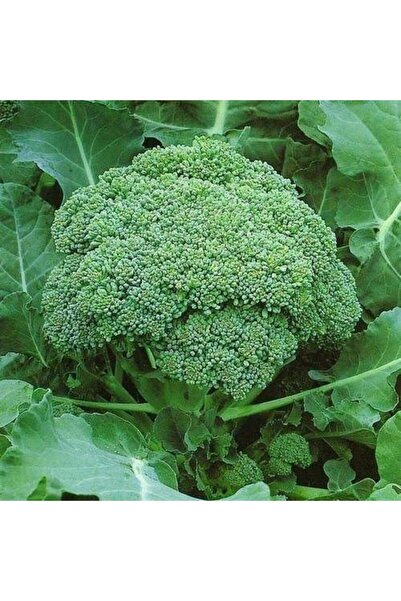 genric بذور البروكلي الأخضر (Brassica oleracea var. italica) 100 بذرة