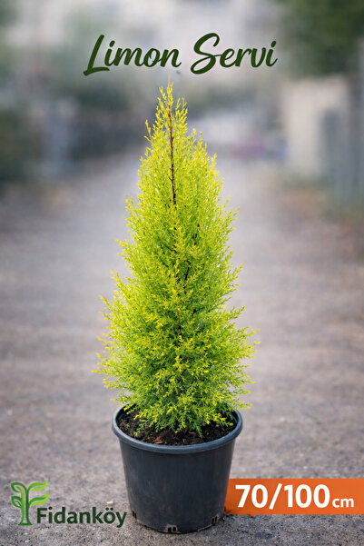 FİDANKÖY Kokulu Limon servi fidanı 8/10 litre saksıda dolgun fidan