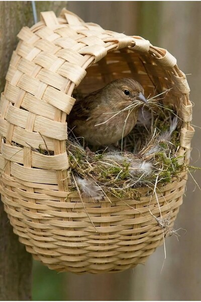 BirdLife HASIR KUŞ YUVALIĞI