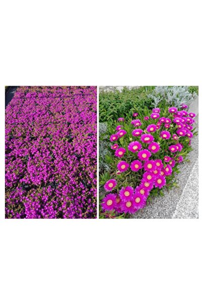 Tunç Botanik 40 ADET YER ÖRTÜCÜ BİTKİ SETİ (20 ACEM HALISI + 20 KAZ AYAĞI)