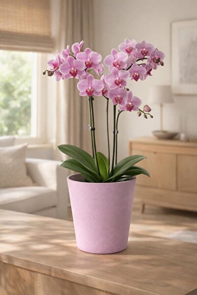 Art-ı Prime Dizayn Orkide Saksısı Sonsuz Renk