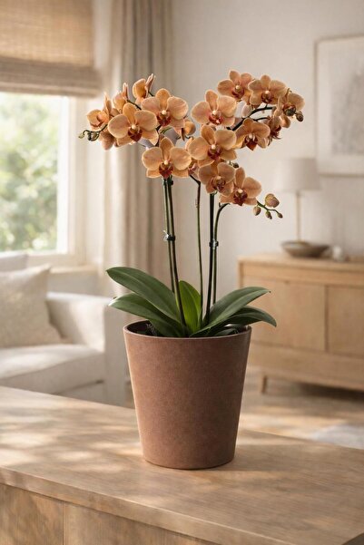 Art-ı Prime Dizayn Orkide Saksısı Sonsuz Renk