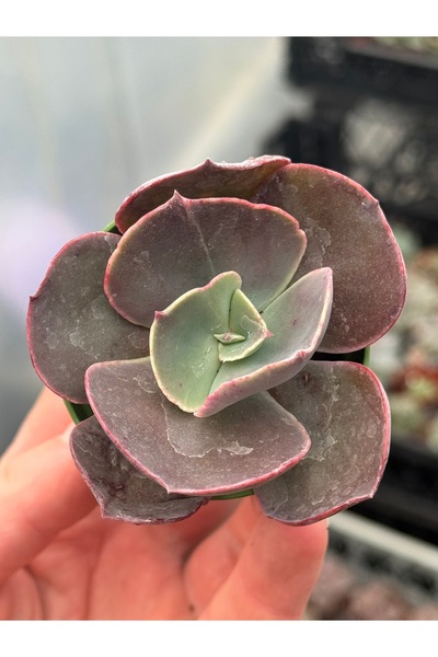 SukuLand Echeveria Big Red ithal özel tür sukulent 5,5cm saksıda