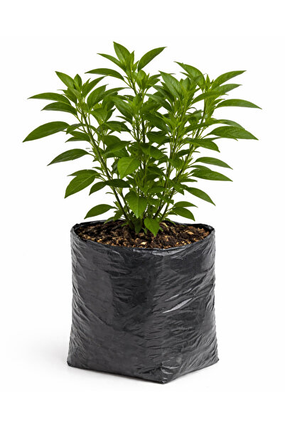 Nutyen Kudüs Kirazı (Solanum pseudocapsicum) – Tüplü Canlı Bitki / Fidan - 50...