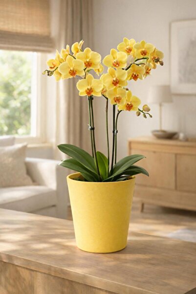 Art-ı Prime Dizayn Orkide Saksısı Sonsuz Renk