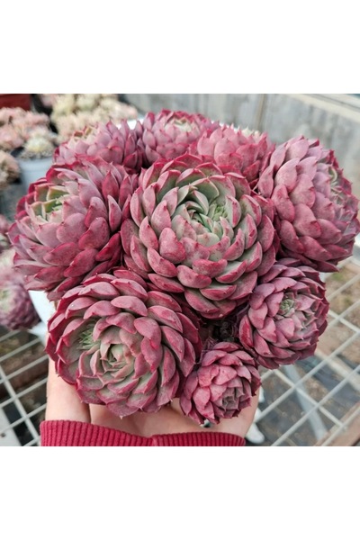 SukuLand Echeveria Red Hole Kore ithal özel tür sukulent 5,5cm saksıda