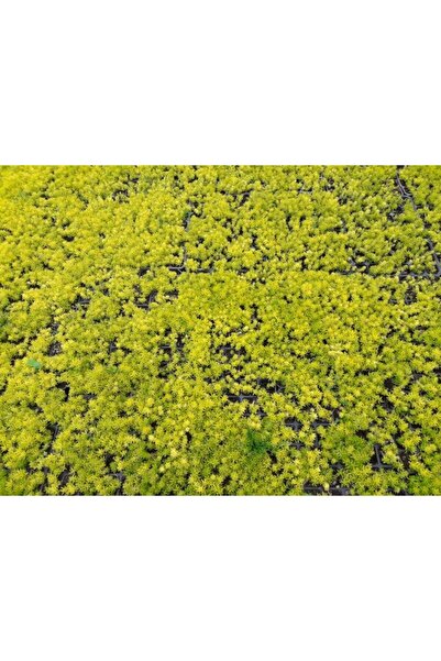 Tunç Botanik SARI SEDUM 5 ADET - YER ÖRTÜCÜ ÇOK YILLIK BİTKİ