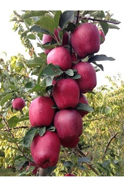 AFYONDOĞAPEYZAJ TÜPLÜ 3 YAŞ YARI BODUR STARKİNG KIRMIZI KIŞLIK ELMA FİDANI