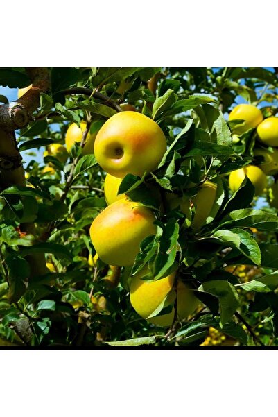 AFYONDOĞAPEYZAJ TÜPLÜ 3 YAŞ AŞILI SERTİFİKALI GOLDEN (SARI) ELMA FİDANI
