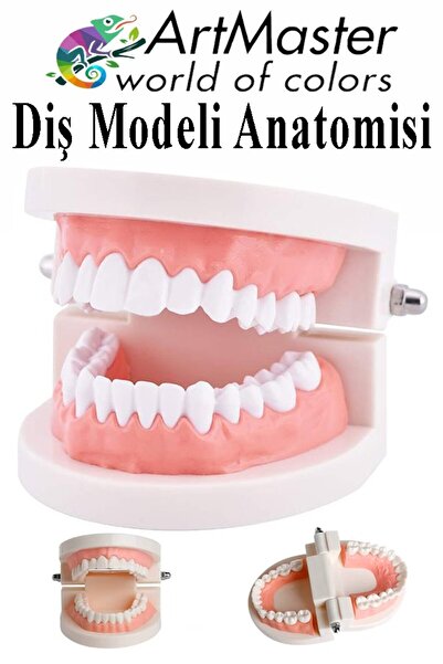 Artmaster Diş Modeli Anatomisi 1 Paket İnsan Diş Çene Modeli Eğitci Fen Biyol...