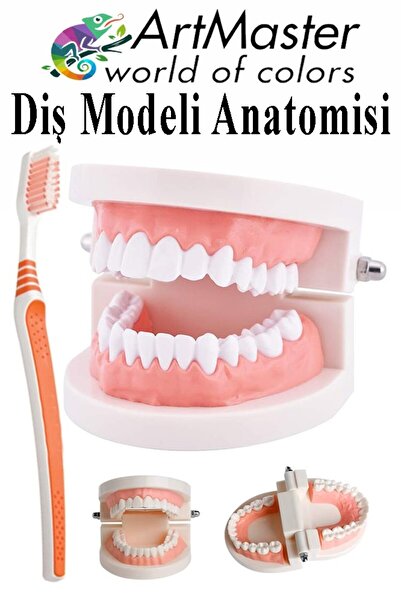 Artmaster Diş Modeli Anatomisi ve Fırça 1 Paket İnsan Diş Çene Modeli Eğitci ...