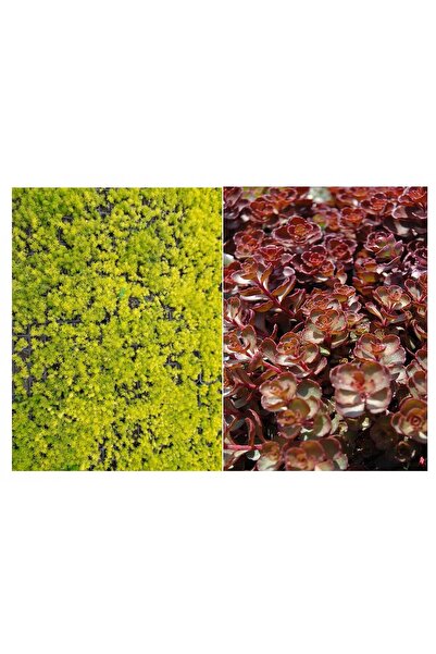 Tunç Botanik SARI KIRMIZI SEDUM 10 ADET - YER ÖRTÜCÜ ÇOK YILLIK BİTKİ