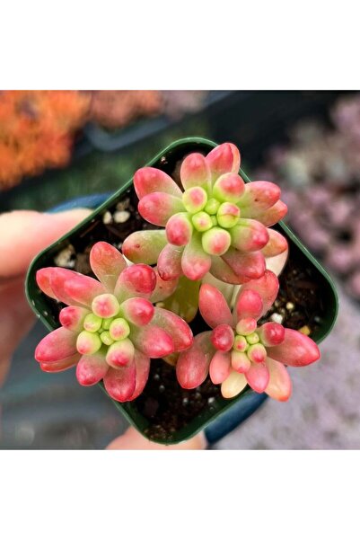 Tunç Botanik SEDUM RUBROTINCTUM 10 ADET - Jelly Bean Sukulent