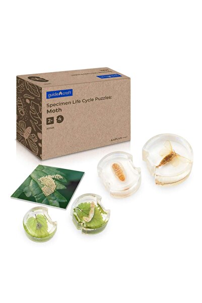 Guidecraft Ciclul de viata al moliei, cu piese acrilice, Guidecraft, copii va...