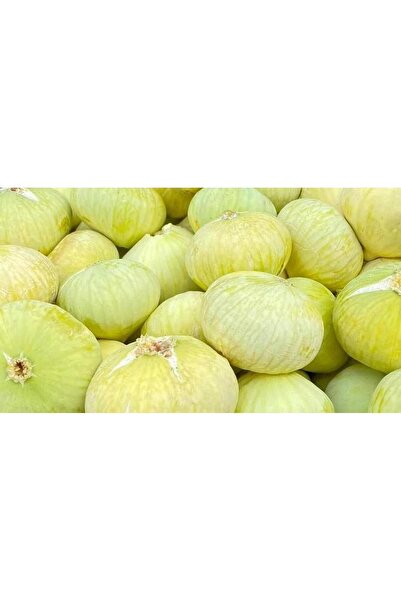 ASES Tüplü Kahramanmaraş İri Meyveli Abbas İnciri Fidanı 80-100 CM