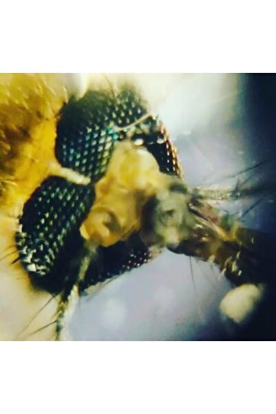 Yıldızan Trndystorex Foldscope Cep Mikroskobu Kaşif Seti 1233616