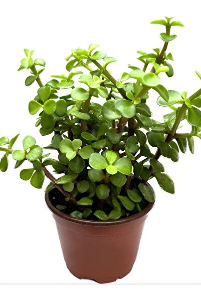 serada decor & plant Yenilebilir Portulacaria afra Yeşim Çiçeği Saksılı İç Me...
