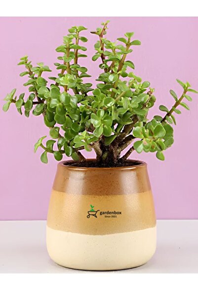 Gardenbox Yeşim Para Bitkisi Yenilebilir Tüketime Uygun Saksılı Salon Çiçeği ...