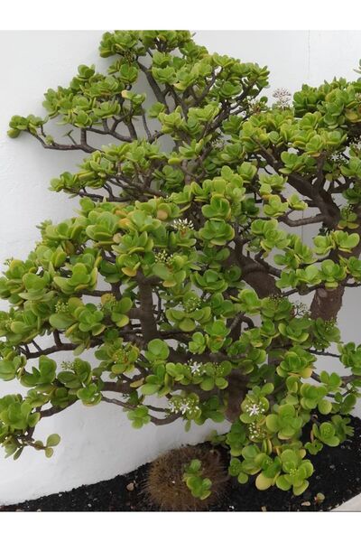 Bitkim Sende Ev & Ofis İçin Crassula Ovata Yeşim Para Çiçeği 20–30cm