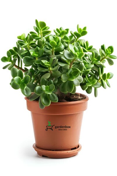 Gardenbox Bereket Çiçeği Crassula Ovata Saksılı Canlı Bitki Kolay Bakım 15–25...
