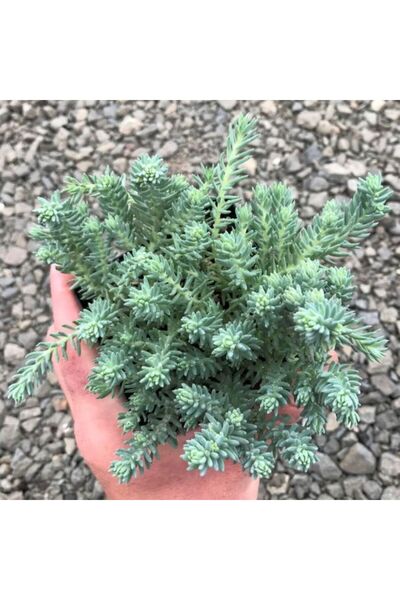 Tunç Botanik SEDUM REFLEXUM 'Blue Spruce' - 45 ADET YER ÖRTÜCÜ SUKULENT