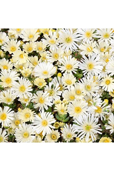 Bilgarden Sarkıcı Yayılıcı Delasporma İce Cream Buz Çiçeği Fidesi (2 Adet)