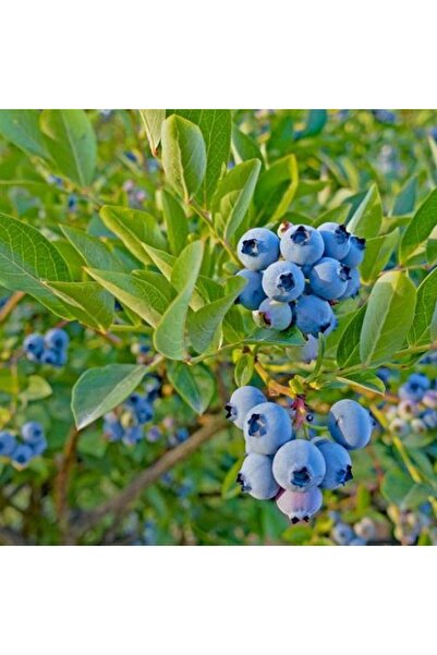 DH STORE Fidan Köy Yaban Mersini Saksılı Blueberry (AŞILI)