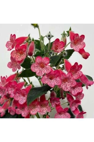 Bilgarden Özel Tür Manchu Kohleria Japon Küpelisi Çiçeği Fidesi (Mini Saksıda)