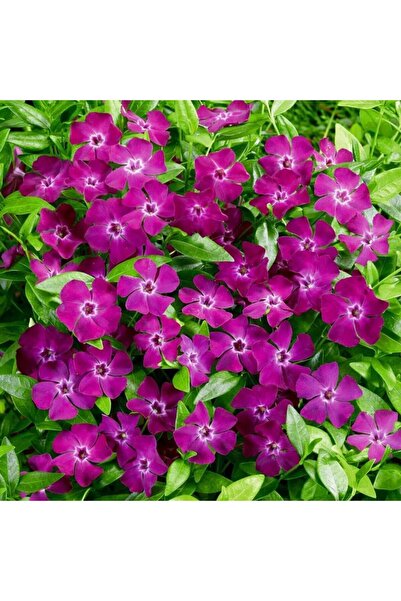 Bilgarden Herdem Yeşil Verino Soğuğa Karşı Dayanıklı Vinca Minor Çiçeği Fides...