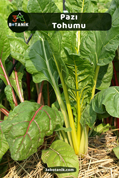 3A BOTANİK Pazı Tohumu, Yerli Doğal Sürdürülebilir Tohum, 400 Adet Tohum