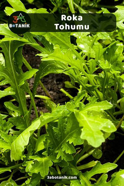 3A BOTANİK Roka Tohumu, Yerli Doğal Sürdürülebilir Tohum, 5.000 Adet Tohum