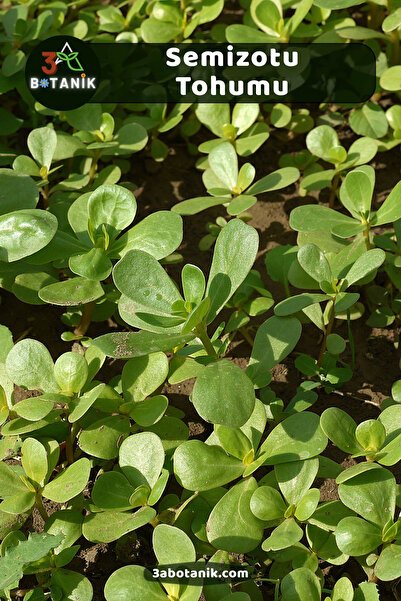 3A BOTANİK Semizotu Tohumu, Yerli Doğal Sürdürülebilir Tohum, 8.000 Adet Tohum