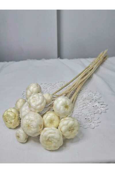 Birlik Kuru Enginar Çiçeği Beyaz 10-12 Dal 45-50 cm - Dekoratif Doğal Kuru Çiçek