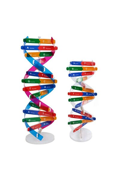TeTea Educational Toy Tetea, STEM Kit DNA molecule structure