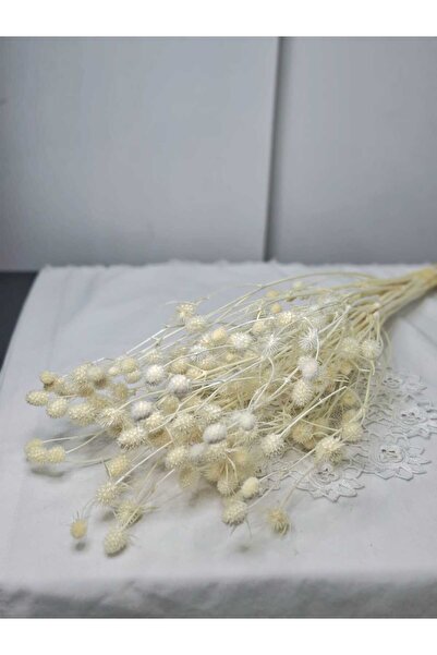 Birlik Beyaz Kuru Lonas Otu (Pıtırcık) 45-50 cm - Dekoratif Doğal Kuru Çiçek