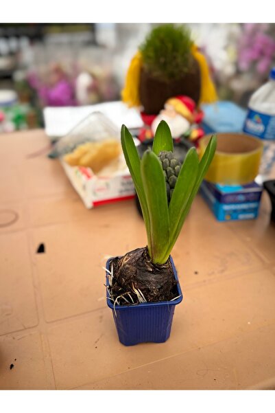 Çalışkan SÜMBÜL MOR