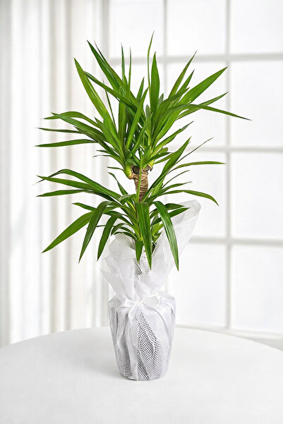 Mersu Flower Art Yucca Bitkisi 2 gövdeli yuka bitkisi avize çiçeği 100 110 cm...