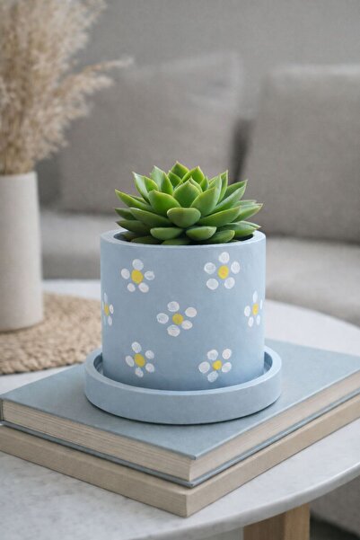 OrganicArtShop Organicart Papatyalı Sukulent Saksı