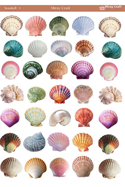 MirayDesign 1 Foaie de autocolante tematice cu scoici marine – Jurnal și plan...