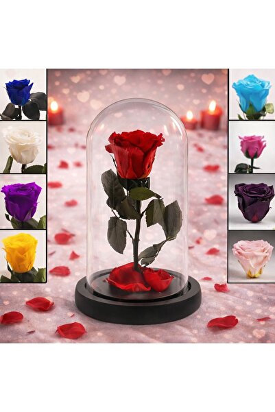 velve Trandafir Criogenat in cupola de sticla cu blat negru, pe pat de petale...