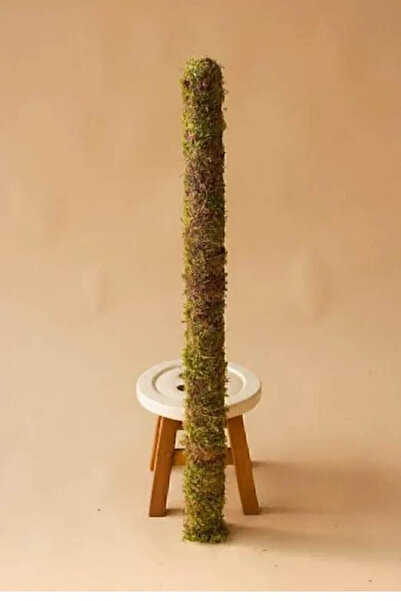 iç mekan bitkicisi Bitki Destek Çubuğu 80cm (YOSUN SOPASI)