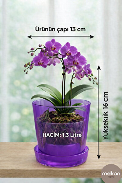 Melkan Home Şeffaf Mor Burgu Desenli Orkide Saksısı 1,3 Litre | Drenajlı, Modern Tasarım Saksı